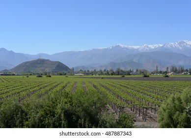 A Vineyard In Chile Below The Snow Capped Andes Mountains