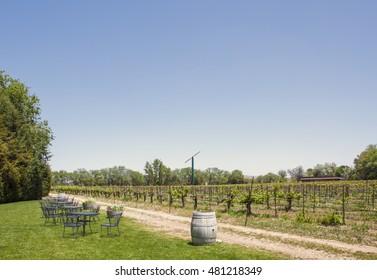 Vineyard In Chino Valley, Arizona