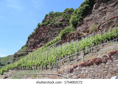 Vineyard Cliff In Mosel Valley