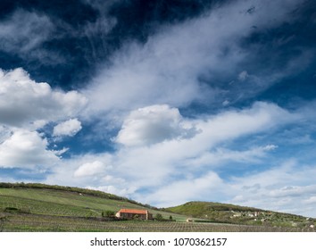 vineyard with cloudy sky