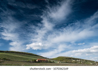 vineyard with cloudy sky