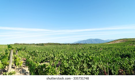  Vineyard In Corsica Island