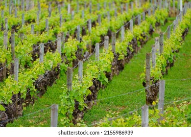 A Vineyard In Cote De Beaune, Cote D'Or, Bourgogne, France