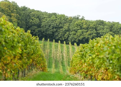 Vineyard in the countryside of Czechia, south Moravia. Pálava region near the town of Mikulov. Wine brewing.