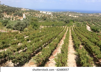 The Vineyard In Crete At Summer, Greece