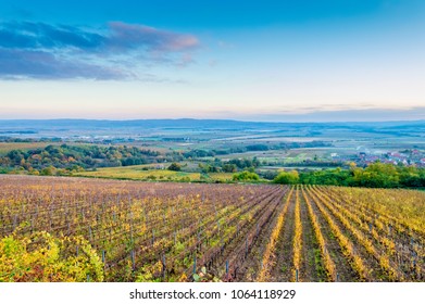 Vineyard In Croatia, Slavonia Region