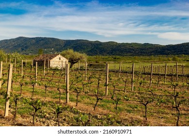 Vineyard in croatian mountain valley. Early summer. - Shutterstock ID 2160910971