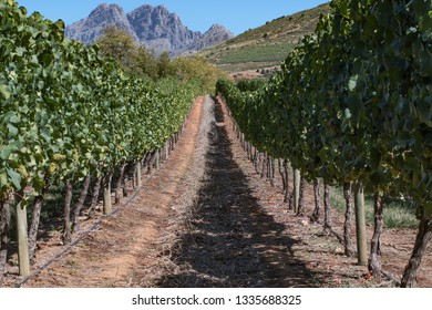 Vineyard At The De Graff Estate, South Africa