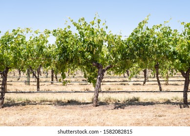 Vineyard Detail, Grapes Growing Under A Clear Blue Sky, Hot Dry Late Spring, Barossa Valley, South Australia, Australia.