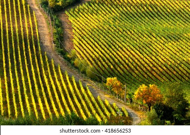 Vineyard during autumn season. Chianti region in Tuscany. Italy.