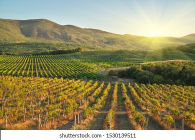 Vineyard during sunset. Agriculture and nature landscape.