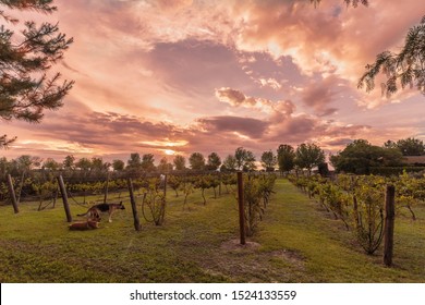 Vineyard during sunset and dogs hanging out 