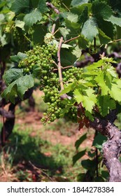 Vineyard In Europe. Korcula Island Vineyard. Croatia Wine Making Region.