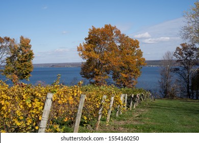Vineyard Fall Foliage, Finger Lakes Region, New York