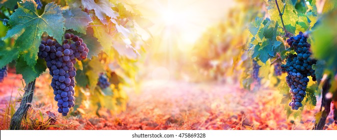 Vineyard In Fall Harvest With Ripe Grapes At Sunset
