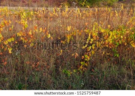 Similar – Foto Bild Camourflage Bodenbelag