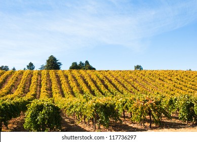 Vineyard In Fall, Sonoma County, California, USA