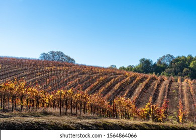 Vineyard In Fall, Sonoma County, California