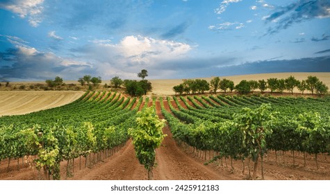 Vineyard field with blue sky and white clouds in the region of Ribera del Duero In Castilla. - Powered by Shutterstock