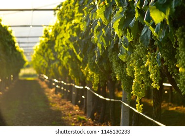 Vineyard field harvest with white grape bunches for winery during sunset