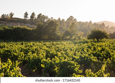 Vineyard Fields In The Alt Penedès Region, From These Grapes Comes The Wine Called 