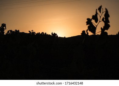 Vineyard Fields In The Alt Penedès Region, From These Grapes Comes The Wine Called 