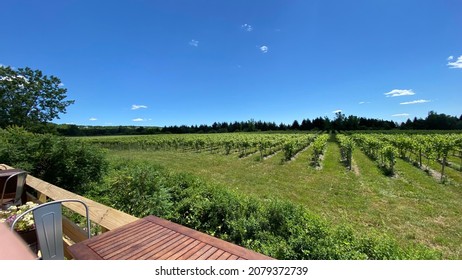 Vineyard In The Finger Lakes