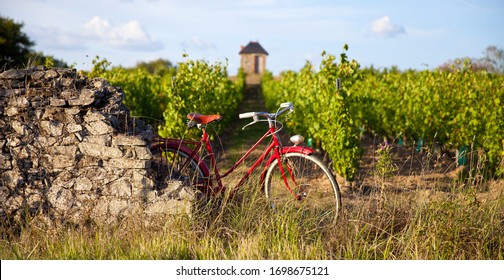 Vineyard In France, Old Red Bike In The Vineyards In Spring.