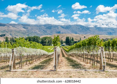 Vineyard in Gibbston Valley, New Zealand. Central Otago is the southernmost wine region in the world and mostly famous for its Pinot Noirs and white wines.
