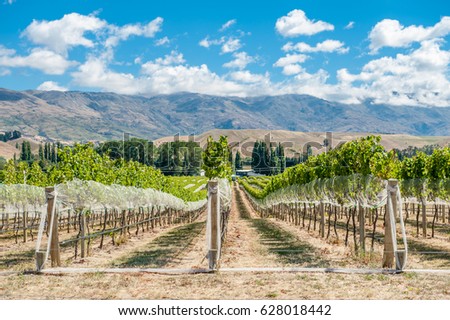 Vineyard in Gibbston Valley, New Zealand. Central Otago is the southernmost wine region in the world and mostly famous for its Pinot Noirs and white wines. 