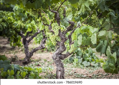 Vineyard Grape Cluster, Penedes Wine Area.