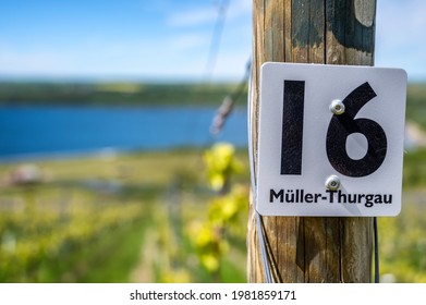 Vineyard with the Müller-Thurgau grape variety as an indication on a sign
