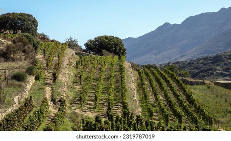 Vineyard grape vine in row fresh green plant, grapevine above view of rural countryside. Tinos island, Cyclades Greece summer sunny day. - Shutterstock ID 2319787019