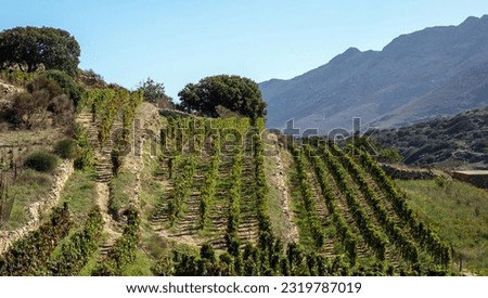 Vineyard grape vine in row fresh green plant, grapevine above view of rural countryside. Tinos island, Cyclades Greece summer sunny day. Foto stock © 
