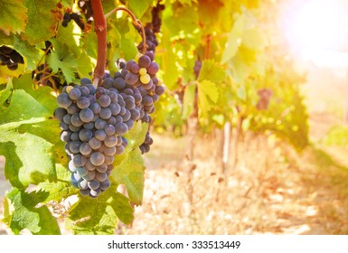 Vineyard with grapes