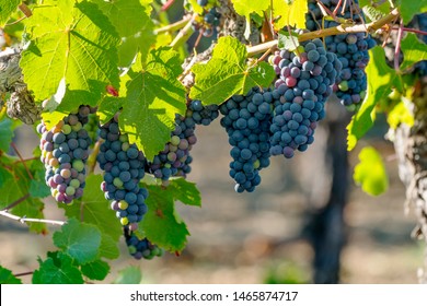 Vineyard grapes hanging in bunches with green sunlit leaves, unripe, ripening, and ripe grapes, green, red, purple coloring. Northern California winery grapevines. 
