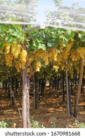 Vineyard And Grapes In Puglia