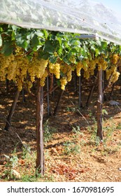 Vineyard And Grapes In Puglia