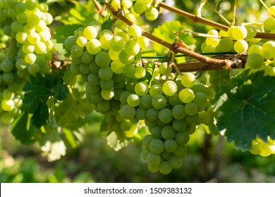 Vineyard with growing white wine grapes, riesling or chardonnay grapevines in summer
