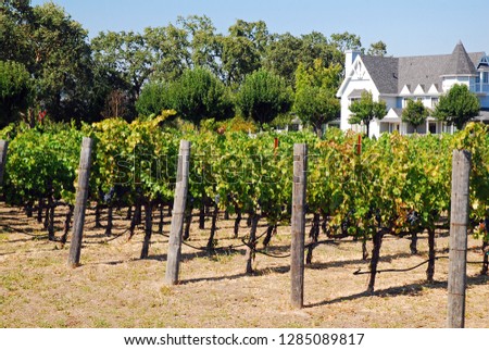 A vineyard grows in the front yard in the Napa Valley