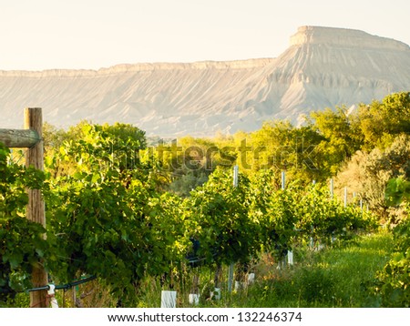 Vineyard at harvest time in Palisade, Colorado