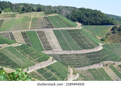 Vineyard Hill Shaped Like A Greek Theatre