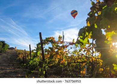 vineyard with hot air balloon in the sky