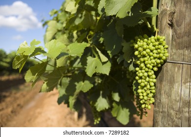 Vineyard In The Hunter Valley NSW Australia