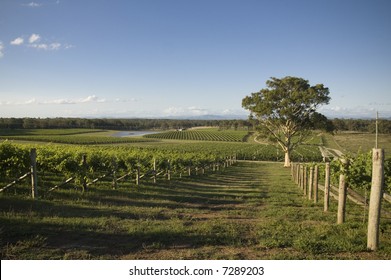 Vineyard In The Hunter Valley NSW Australia