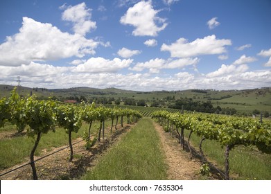 Vineyard In The Hunter Valley NSW Australia