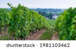 Vineyard in Ingrandes-de-Touraine village of Indre-et-Loire Department in the Loire Valley, France, Europe, Unesco World Heritage Site