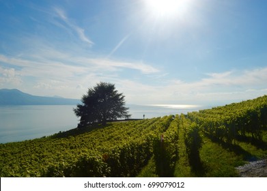 A vineyard and an isolated tree by the lake in Evian les bains