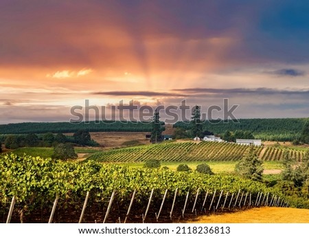 a vineyard just south of Salem, Oregon