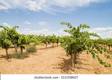 Vineyard In La Mancha, Spain